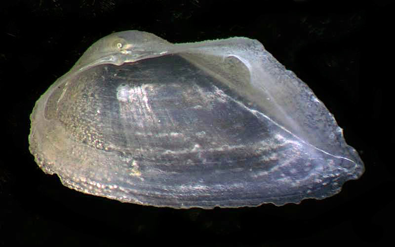 Saxicavella jeffreysi o Basterotia angulata?